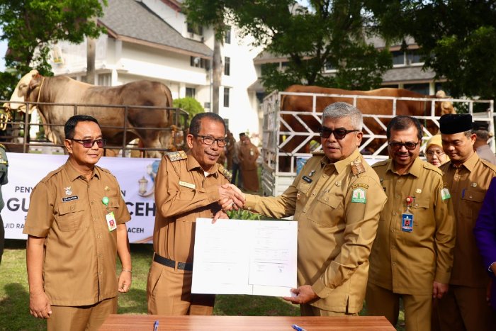 Masyarakat Pidie Jaya Dapat Hewan Kurban dari Presiden Jokowi Berbobot 920 Kg