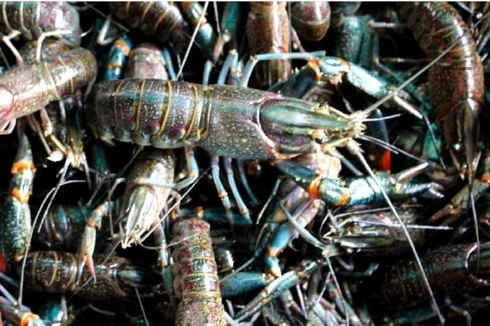 Lobster Danau Miliki Nilai Ekonomis